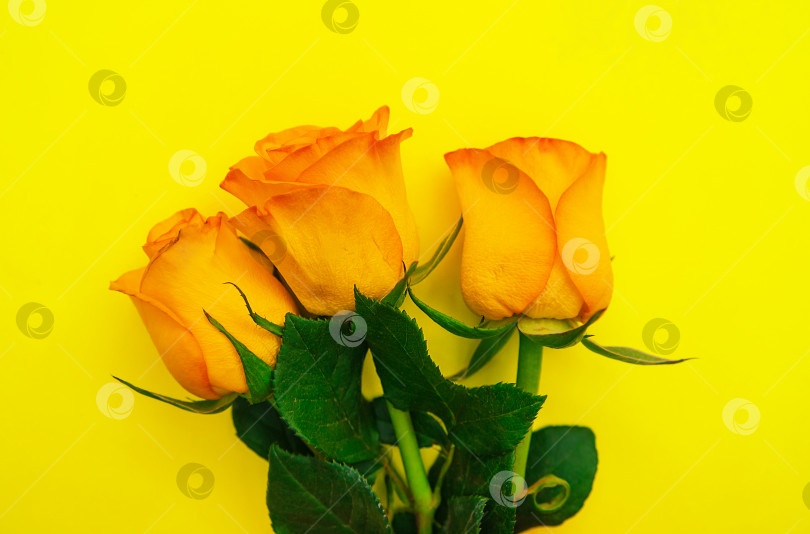 Скачать Три желтые розы в букете на желтом фоне. Подарочный букет из роз. Пустое место для текста. фотосток Ozero