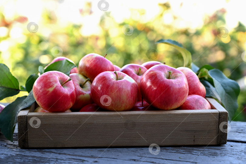 Скачать коробка со свежими яблоками на деревянном столе в саду фотосток Ozero