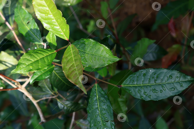 Скачать чайные листья фотосток Ozero