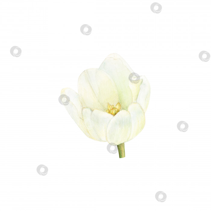 Скачать Резной бутон цветка тюльпана нарисован акварелью. изолированный на белом фоне. фотосток Ozero