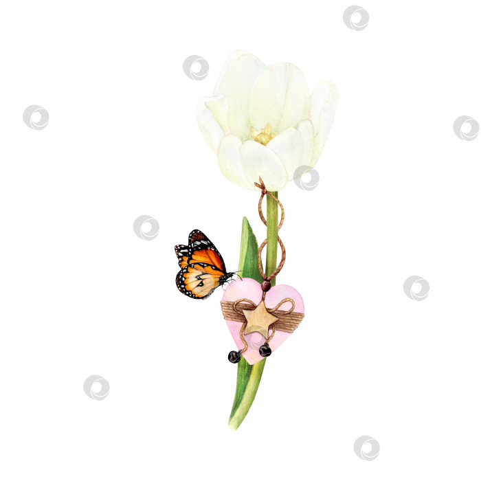 Скачать Акварельный рисунок белого тюльпана в полном цвету с деревянным сердечком и бабочкой. Нежный изолированный цветок на белом фоне. фотосток Ozero