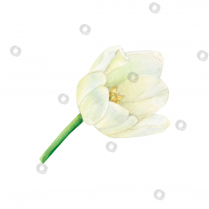 Скачать Белый бутон тюльпана акварелью выделен на белом фоне фотосток Ozero