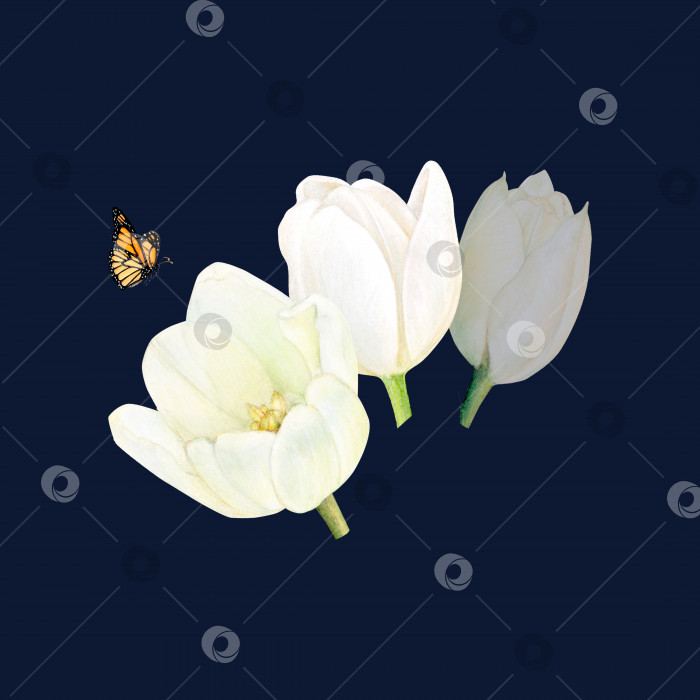 Скачать Акварельный рисунок белых тюльпанов и бабочки на черном фоне для логотипа, открытки, палочек, фона. фотосток Ozero