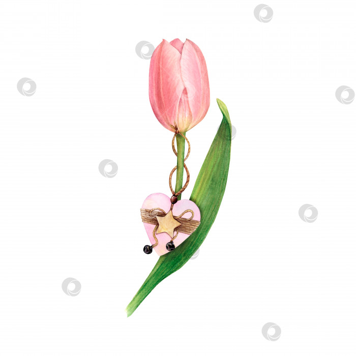 Скачать Акварельный рисунок роскошного розового тюльпана с деревянным сердечком, нарисованная от руки иллюстрация на белом фоне. фотосток Ozero