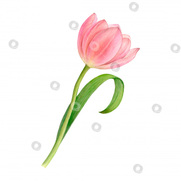 Скачать Акварельный розовый цветок тюльпана выделен на белом фоне. Ботанический рисунок от руки фотосток Ozero