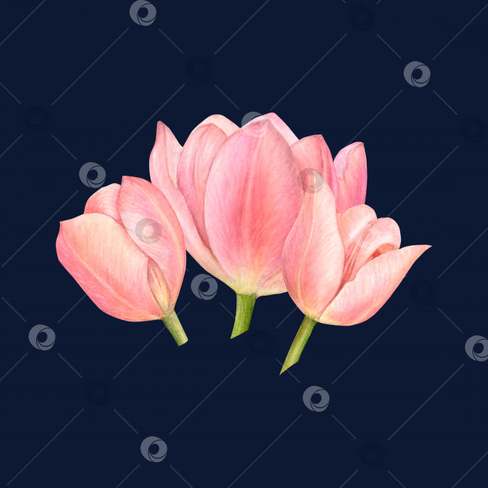 Скачать Акварельные розовые тюльпаны на черном фоне для логотипа, открытки, стикеров, фона. Цветки одиночные, полураскрытые фотосток Ozero
