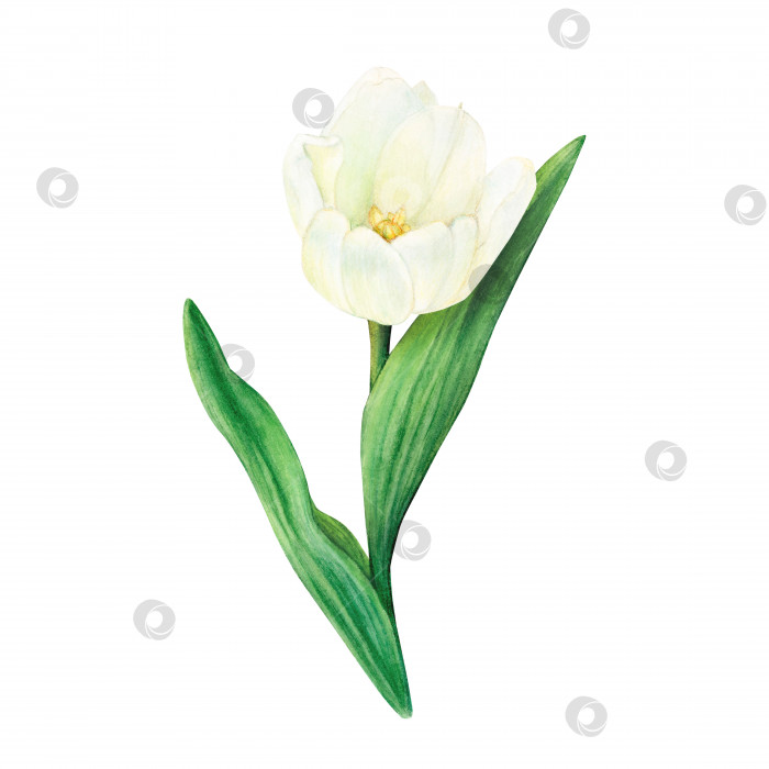 Скачать Белый тюльпан нарисован акварелью с выделенными листьями на белом фоне. фотосток Ozero