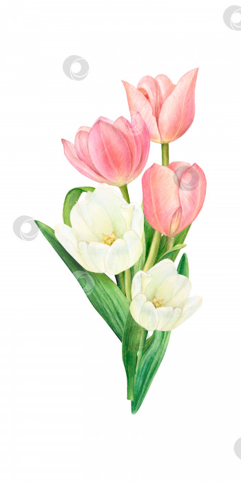 Скачать Букет из белых и розовых тюльпанов, нарисованная от руки акварельная иллюстрация. фотосток Ozero
