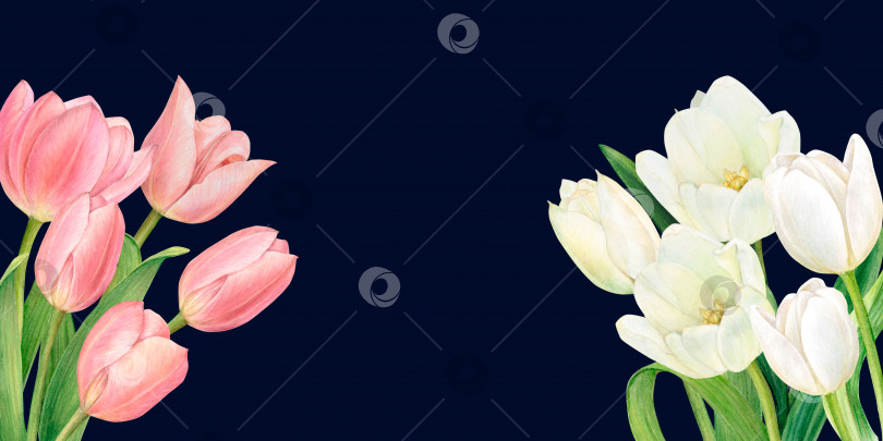 Скачать Акварельный баннер с двумя красивыми букетами белых и розовых тюльпанов. Нарисовано от руки на черном фоне. фотосток Ozero