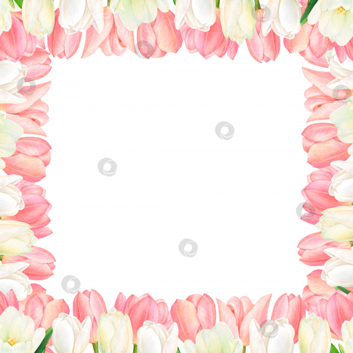 Скачать Квадратная открытка с цветочной каймой из белых и розовых тюльпанов для пригласительных и поздравительных открыток фотосток Ozero