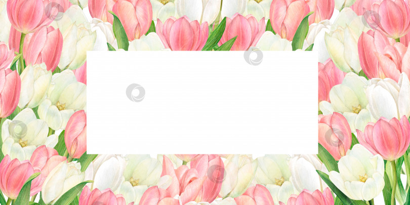 Скачать Акварельная рамка с множеством красивых белых и розовых тюльпанов. Нарисованный от руки, с пробелом для ваших слов в центре фотосток Ozero