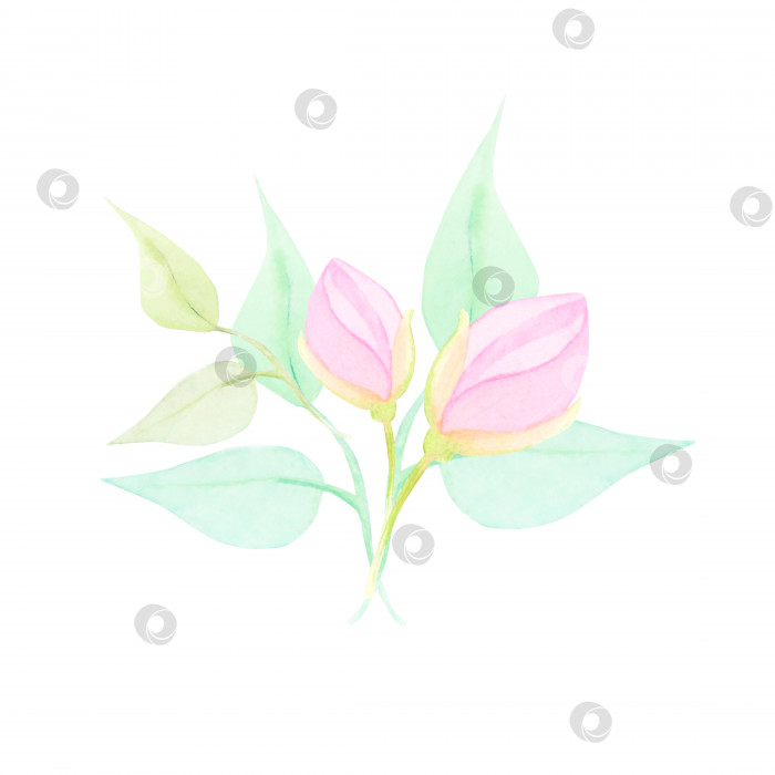 Скачать Акварельный рисунок двух полупрозрачных прозрачных фиолетовых цветков со стеблями и зелеными листьями на белом фоне. Красивая картинка для иллюстрации, наклеек, открыток, скрапбукинга фотосток Ozero