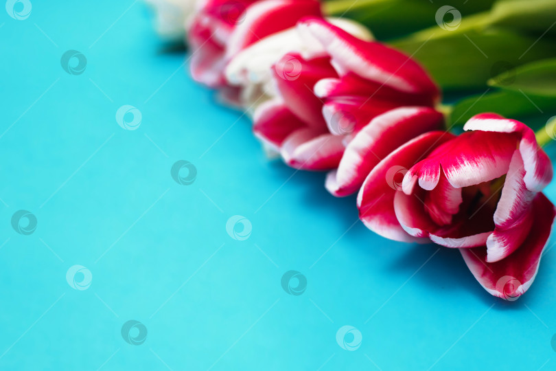 Скачать Розовые и белые тюльпаны лежат в ряд на синем фоне. Концепция праздника 8 марта. фотосток Ozero