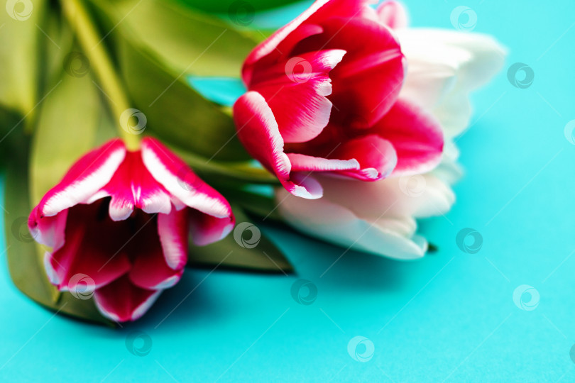 Скачать Букет из розовых и белых тюльпанов на голубом фоне.Красивый праздничный букет. фотосток Ozero