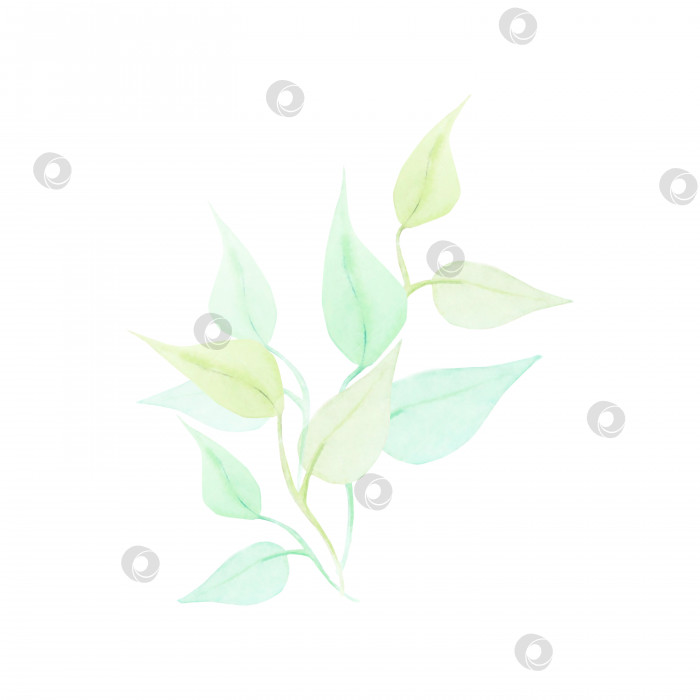 Скачать Акварельный рисунок полупрозрачной прозрачной зеленой и светло-коричневой ветви с листьями на белом фоне. Красивая картинка для иллюстрации, наклеек, открыток, скрапбукинга фотосток Ozero