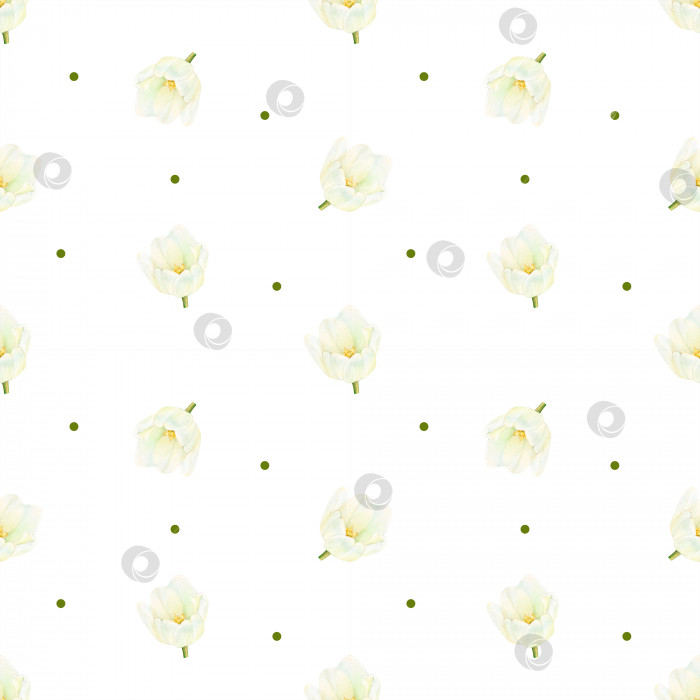 Скачать Рисунок акварелью с изображением красивых цветков белых тюльпанов и точек на белом фоне. Нарисованные вручную роскошные цветы. Высококачественная иллюстрация для логотипа, открыток, текстильной печати, штампа, упаковки фотосток Ozero