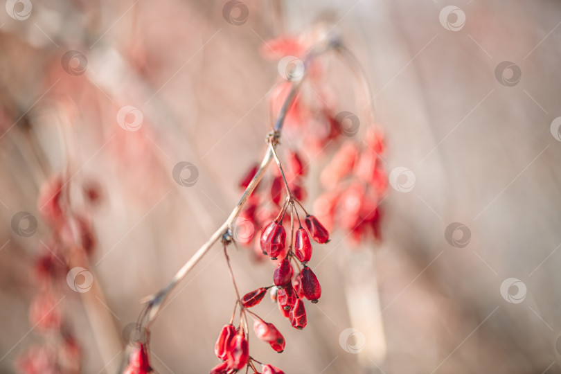 Скачать Красные ягоды барбариса на ветке. Берберис обыкновенный на кусте в осеннем лесу, лекарственное растение фотосток Ozero