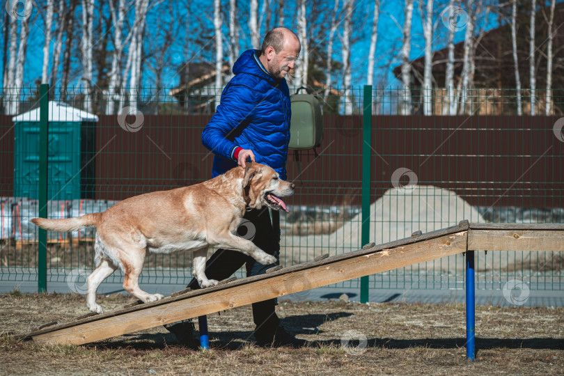 Скачать Мужчина-кинолог, владелец собаки породы лабрадор-ретривер, тренирует свою собаку на тренировочном поле. фотосток Ozero