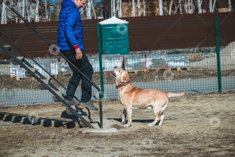 Скачать Мужчина-кинолог, владелец собаки породы лабрадор-ретривер, тренирует свою собаку на тренировочном поле. фотосток Ozero