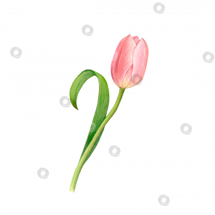 Скачать Розовый цветок тюльпана с изогнутым листом акварелью выделен на белом фоне фотосток Ozero