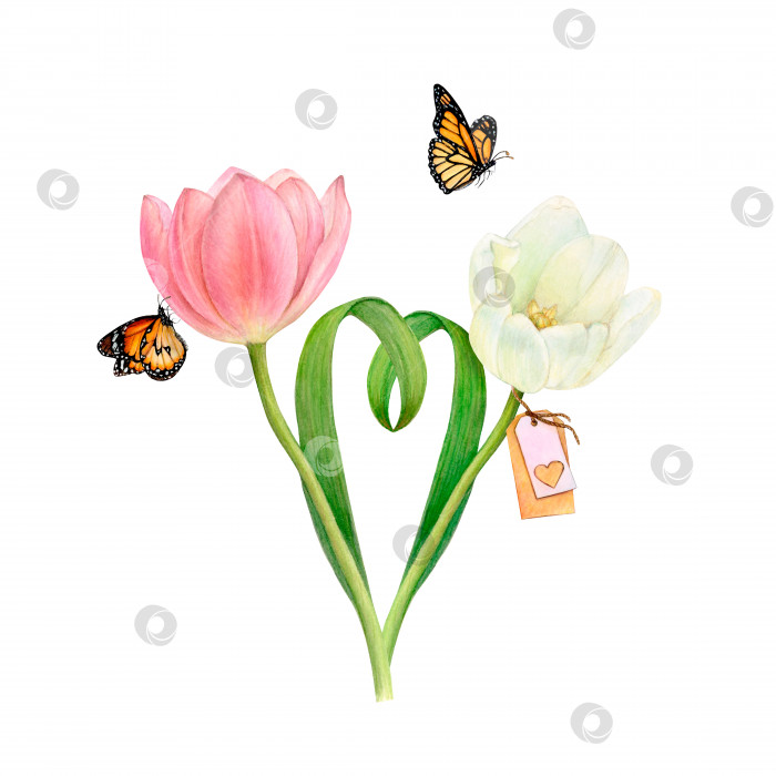 Скачать Акварельный рисунок двух нежных красивых розовых и белых тюльпанов с листьями в форме сердца и двумя бабочками на белом фоне фотосток Ozero