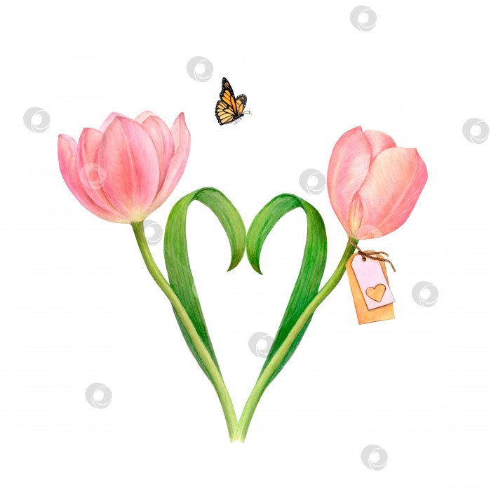 Скачать Акварельный рисунок двух нежных красивых розовых тюльпанов с листьями в форме сердца и бабочкой на белом фоне фотосток Ozero