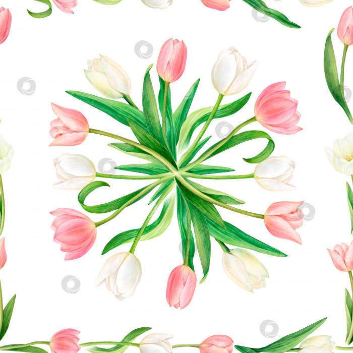 Скачать Акварельный квадратный раппорт с красивыми розовыми и белыми тюльпанами в обрамлении цветочных стеблей. фотосток Ozero