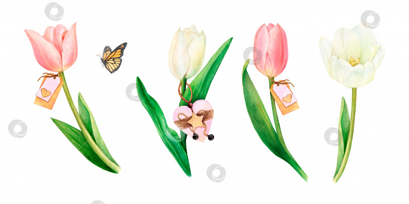 Скачать Нарисованный акварелью набор из четырех розовых и белых тюльпанов, изолированных биркой с именем, украшением в виде сердца, бабочкой на белом фоне. Ботанический рисунок от руки. фотосток Ozero