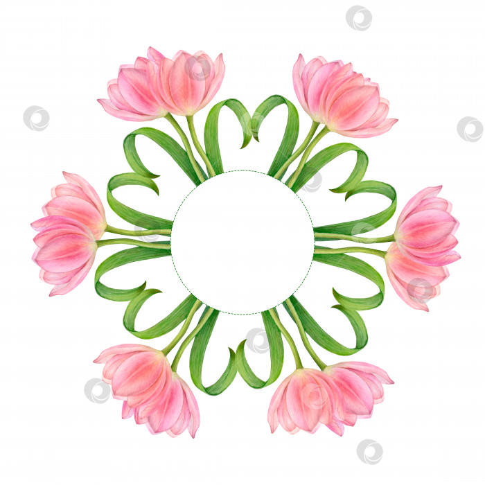 Скачать Акварельный квадратный раппорт с красивыми круглыми стеблями розовых тюльпанов, цветами и сердечками из листьев. Круглое пространство для вашей фотографии или надписи. фотосток Ozero