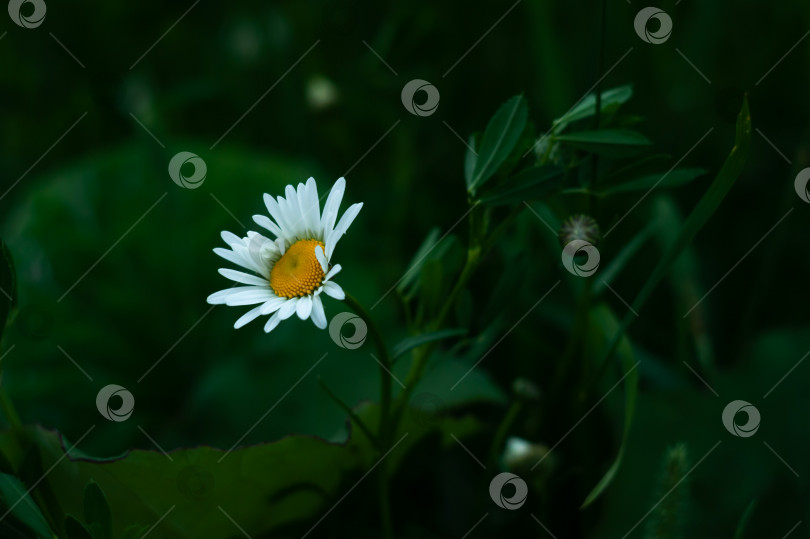 Скачать Белый яркий цветок среди  зеленых листьев. Снято на Гелиос 44. Фон. фотосток Ozero