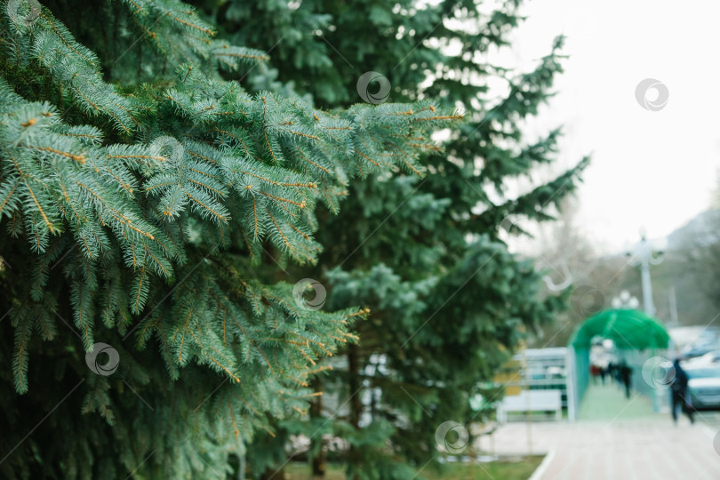 Скачать Текстура зеленых ветвей рождественской елки. Хвойное дерево в парке. фотосток Ozero