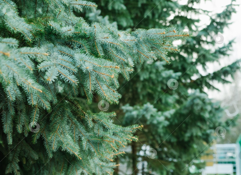Скачать Текстура зеленых ветвей рождественской елки. Хвойное дерево в парке. фотосток Ozero