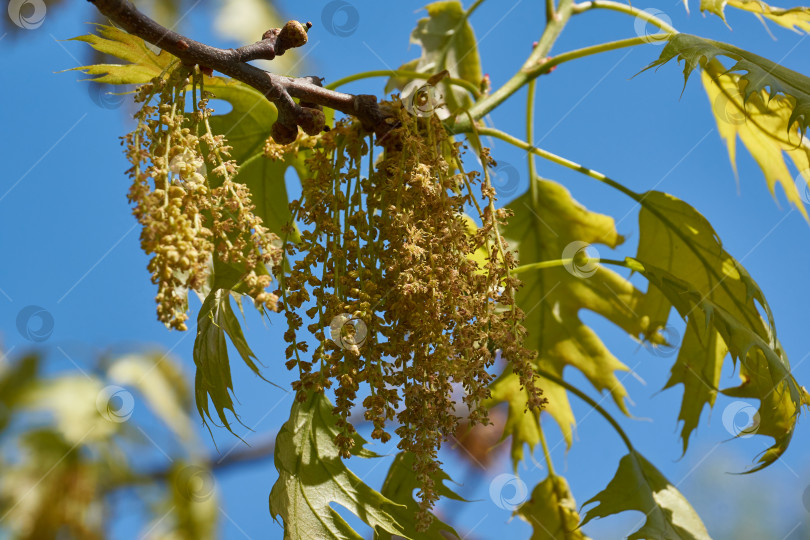 Скачать Красный дуб (лат. Quercus rubra) цветет, распускаются соцветия. фотосток Ozero