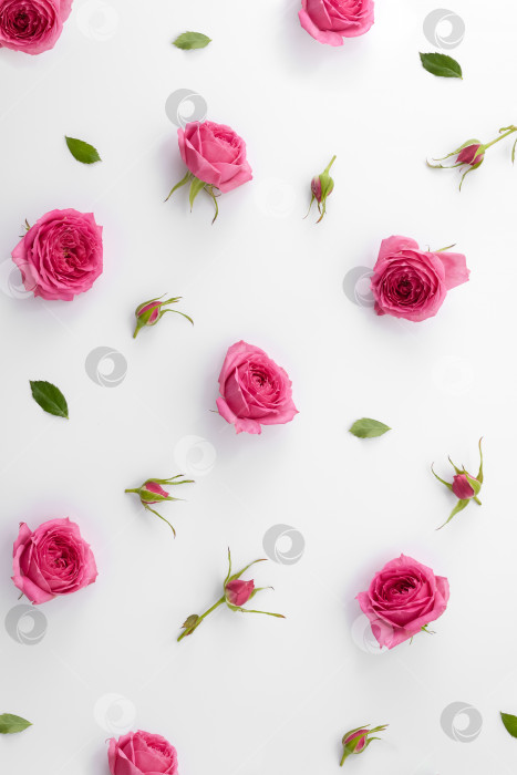 Скачать Розовые розы и бутоны на белом фоне. Узор из вертикальных цветов. Избирательный фокус фотосток Ozero