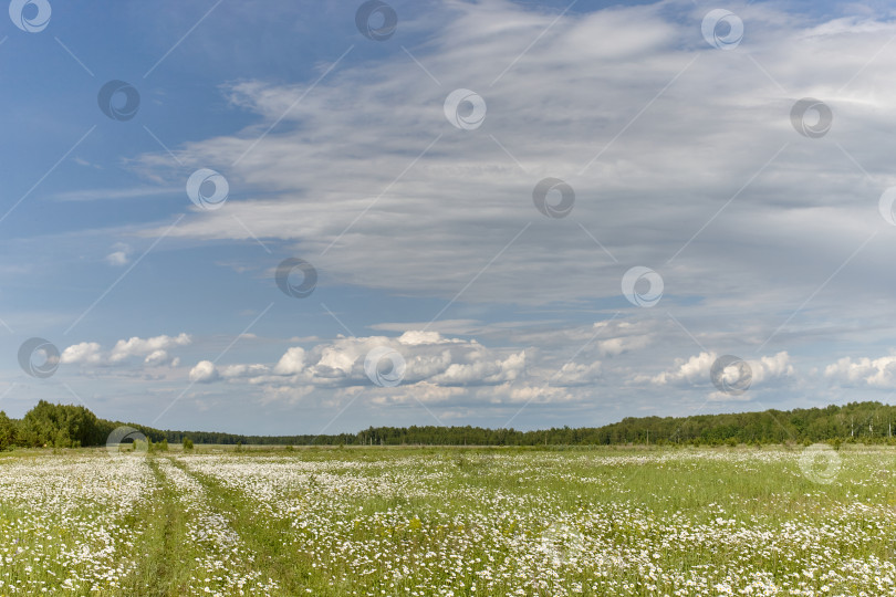 Скачать РОМАШКОВОЕ ПОЛЕ фотосток Ozero