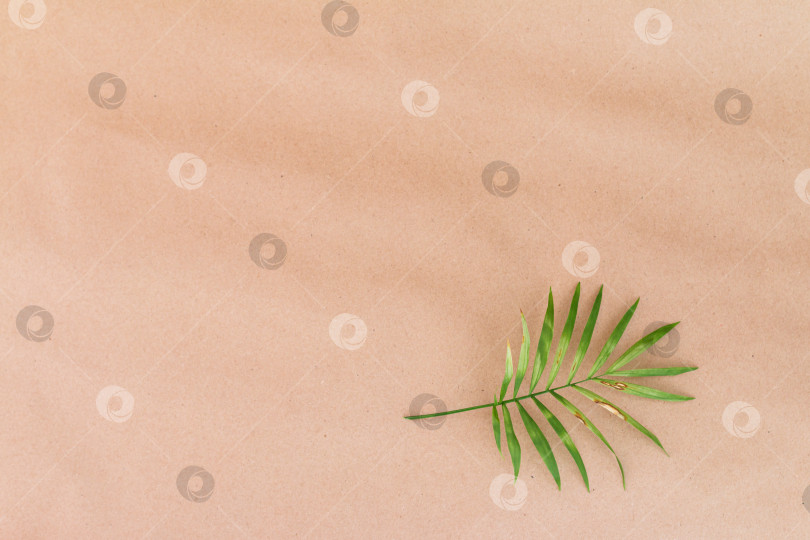 Скачать Поврежденный пальмовый лист на бежевом фоне фотосток Ozero