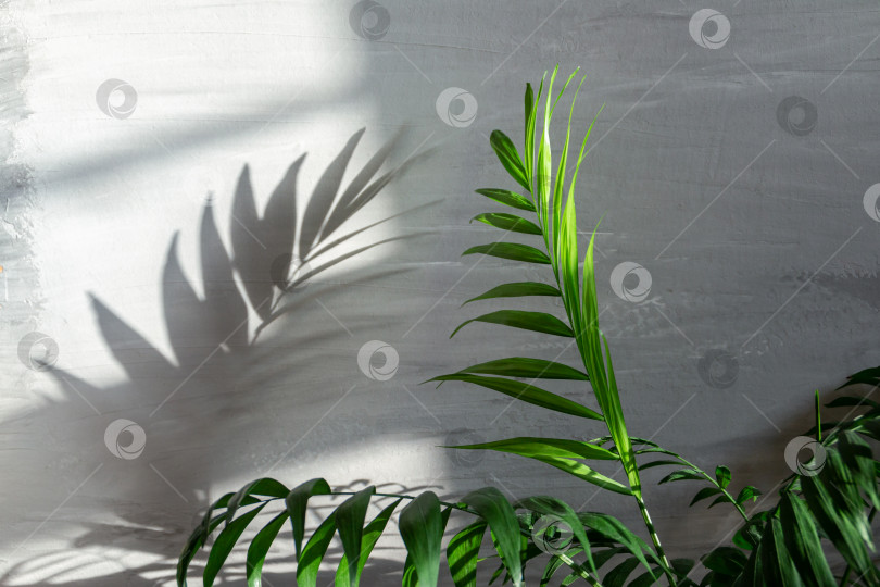 Скачать зеленые пальмовые листья на сером фоне с пустым пространством для текста фотосток Ozero