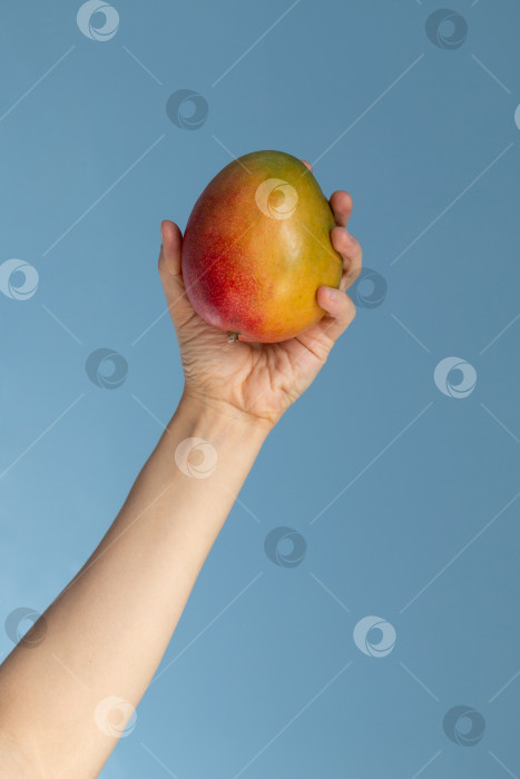 Скачать Рука, держащая плод манго на синем фоне фотосток Ozero