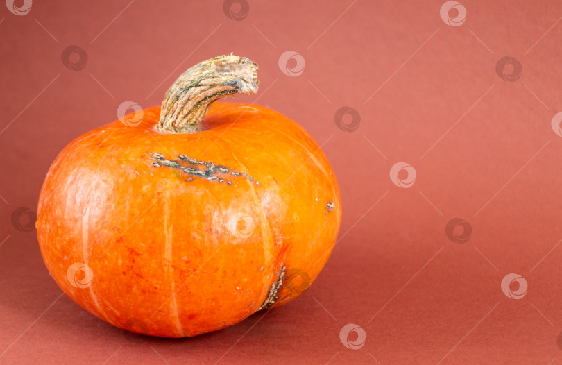 Скачать оранжевая тыква, выделенная на коричневом фоне фотосток Ozero