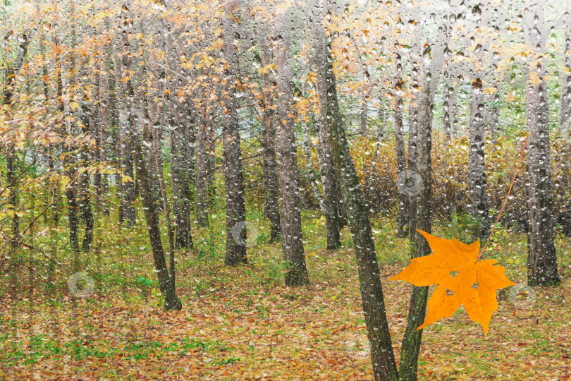 Скачать Осенний пейзаж с дождем. Осенью в парке на землю падает желтый кленовый лист фотосток Ozero