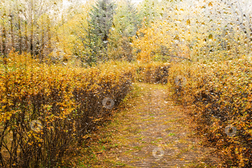 Скачать Осенний пейзаж с каплями дождя в парке. Двойная экспозиция фотосток Ozero
