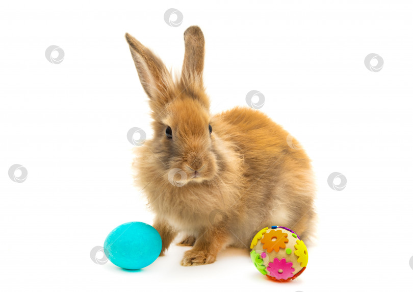 Скачать Пасхальный заяц или крольчиха с креативными яйцами на белом фоне. Изолированный фотосток Ozero