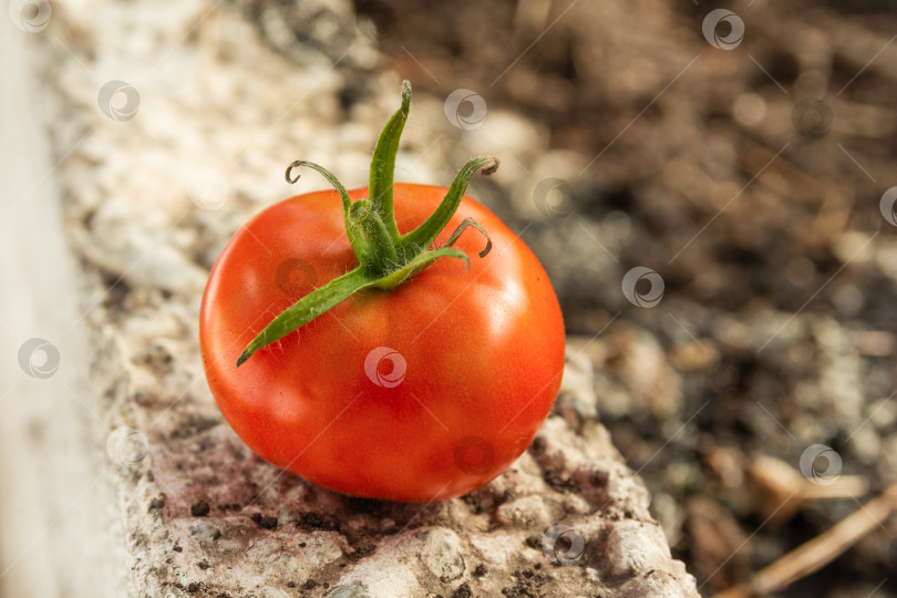 Скачать Красный спелый помидор. Сбор урожая осенью фотосток Ozero