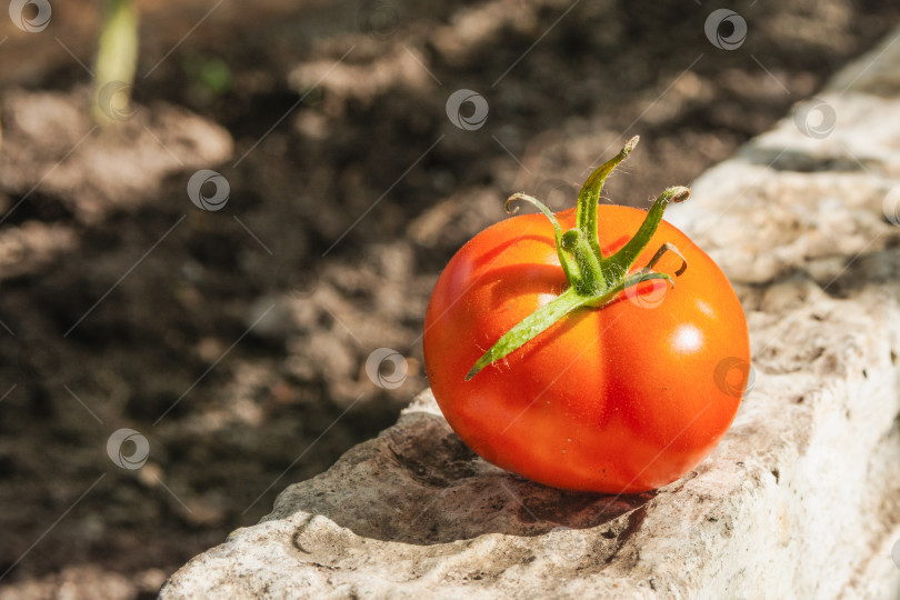 Скачать Красный спелый помидор. Сбор урожая осенью фотосток Ozero