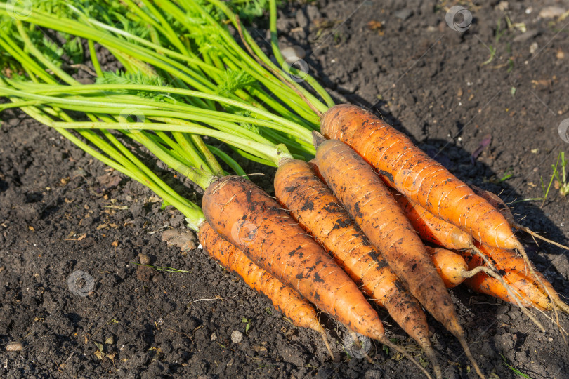 Скачать Пучок свежей моркови лежит на земле. Сбор урожая овощей фотосток Ozero