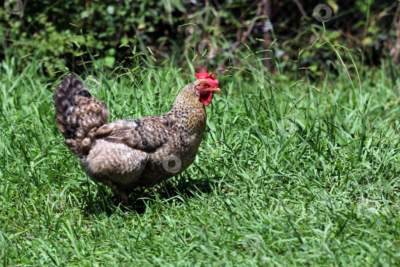 Скачать курица гуляет по траве фотосток Ozero