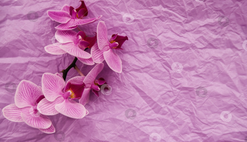 Скачать Цветы орхидеи на розовом помятом фоне. Фон из оберточной бумаги тишью. Красивая и нежная текстура. фотосток Ozero