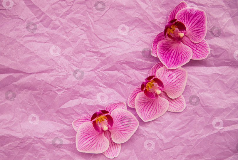 Скачать Цветы орхидеи на розовом помятом фоне. Фон из оберточной бумаги тишью. Открытка к 8 марта. фотосток Ozero