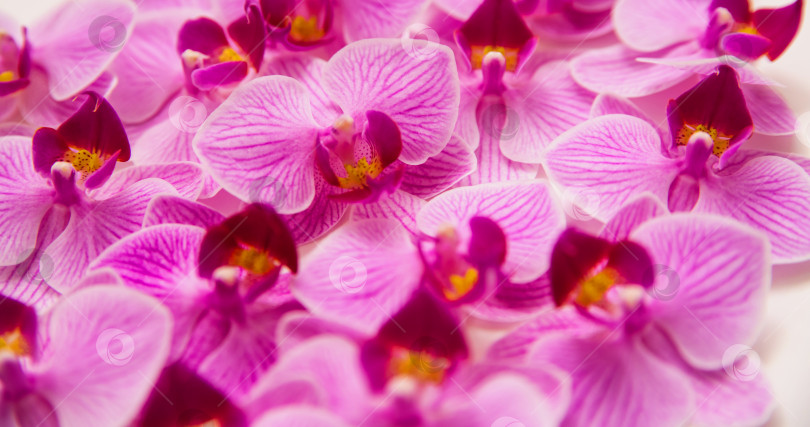 Скачать Цветок орхидеи на белом фоне. Цветки пурпурного цвета. фотосток Ozero