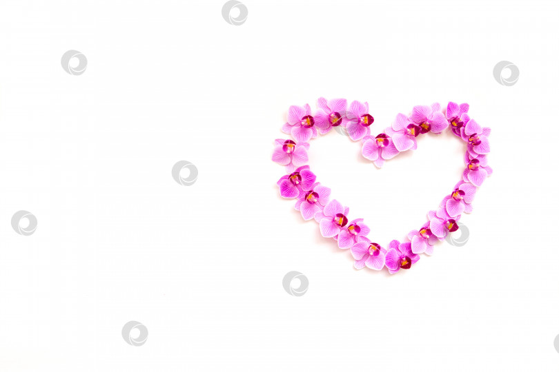 Скачать Цветы орхидеи на белом фоне в форме сердца. Цветки пурпурного цвета. фотосток Ozero
